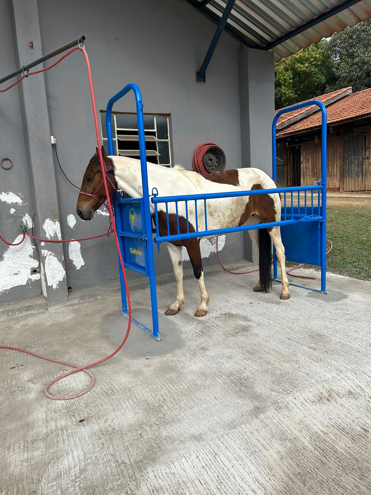 BRETE EQUINO