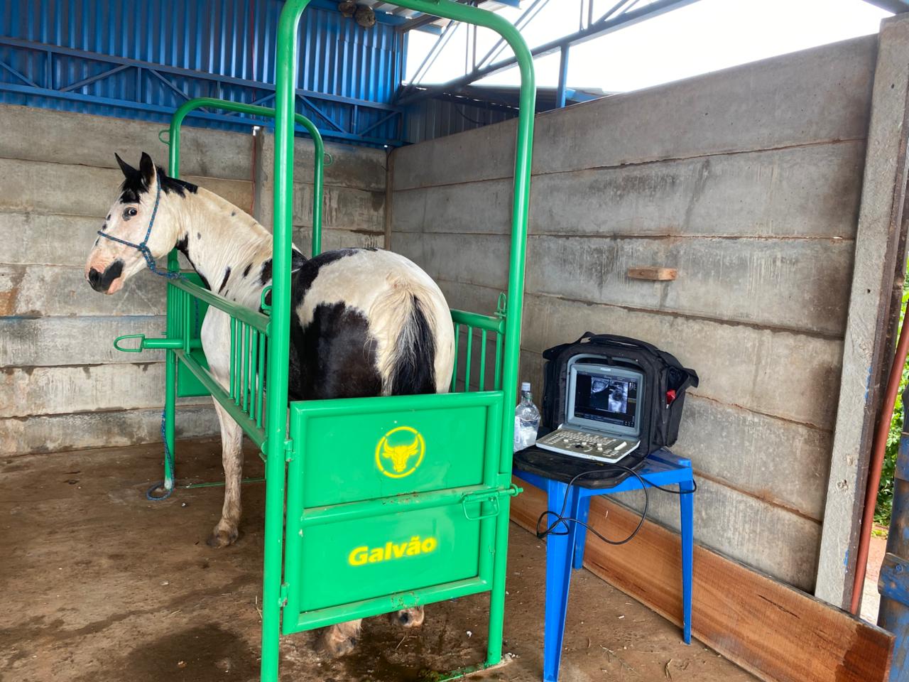 BRETE EQUINO