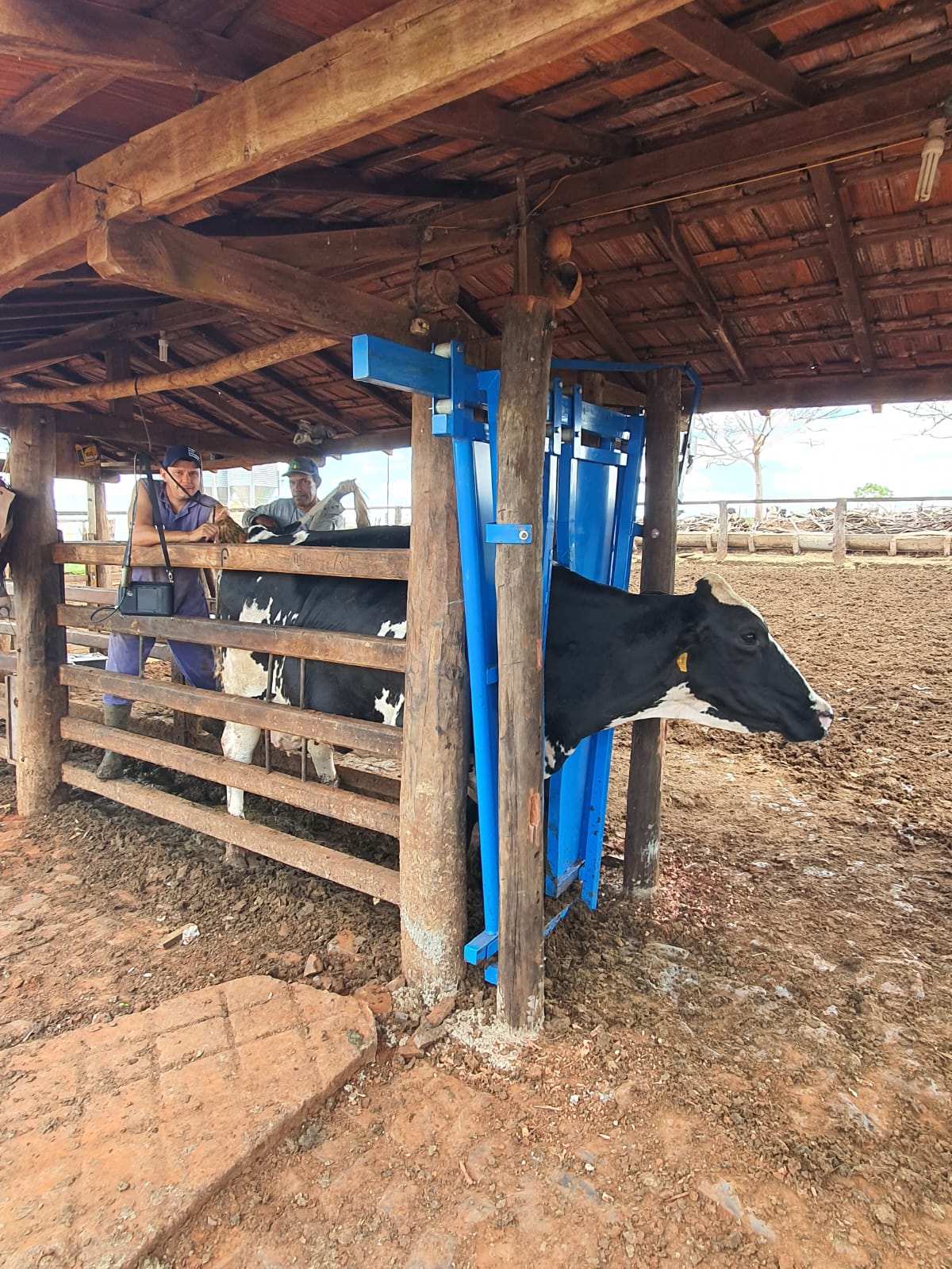 PESCOCEIRA