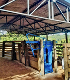 PESCOCEIRA
