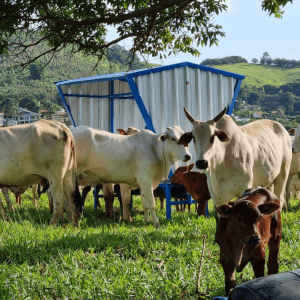 Descarga elétrica mata cavalo premiado na Fenagro 2015